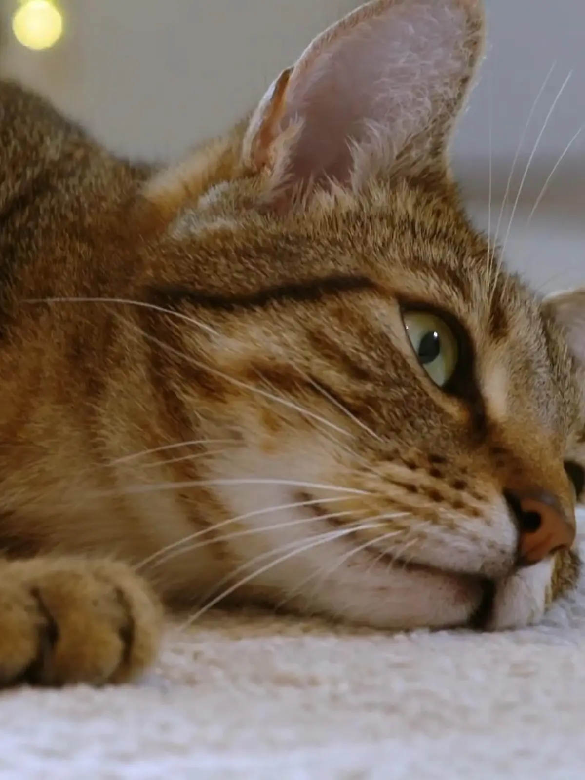 Bild zu: "Katzengeschwister als Mitbewohner"