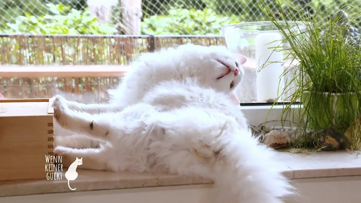Katzen verstehen lernen: sie kommunizieren mit dem Körper Körpersprache