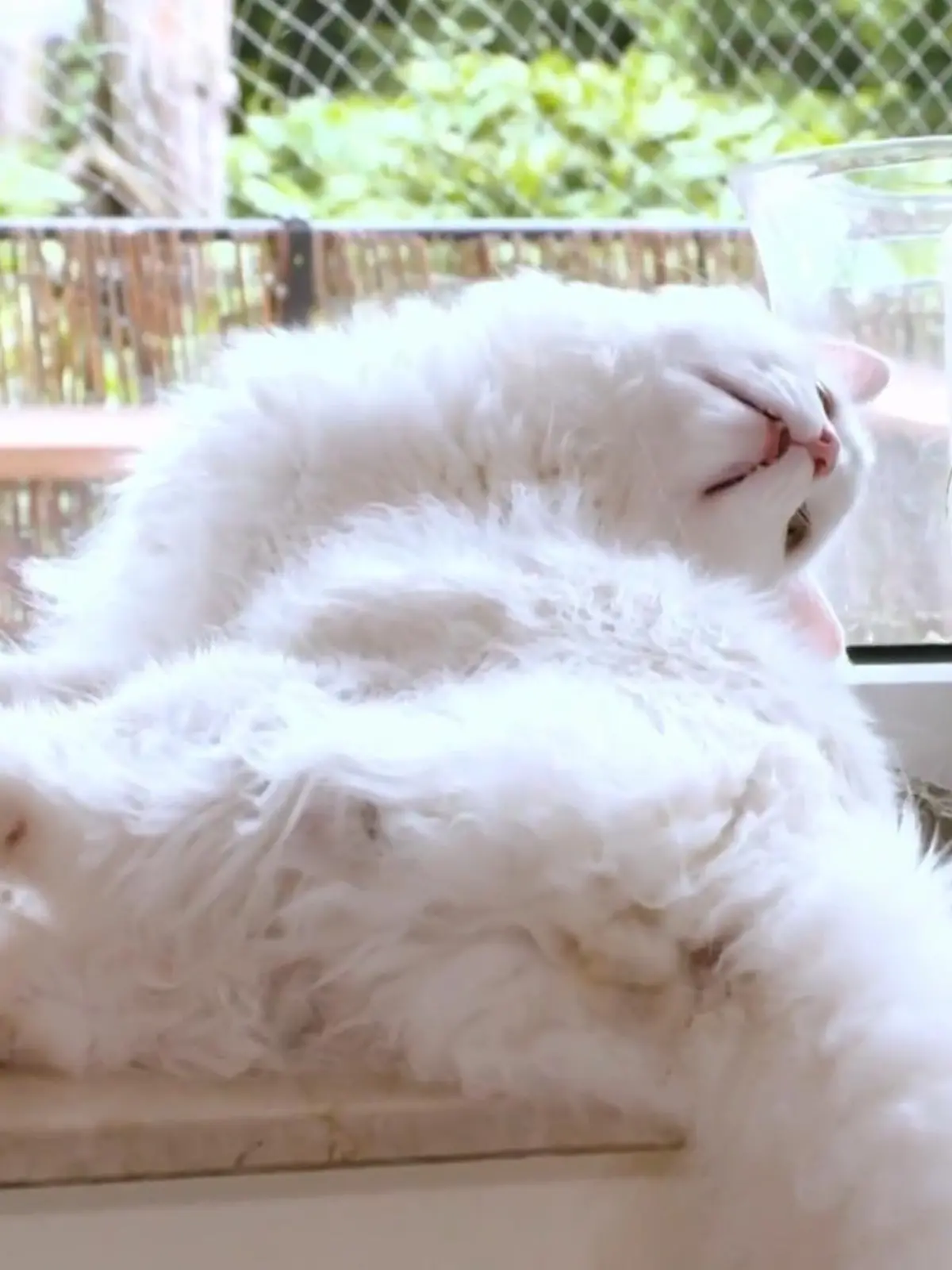 Bild zu: "Katzen verstehen lernen: sie kommunizieren mit dem Körper"