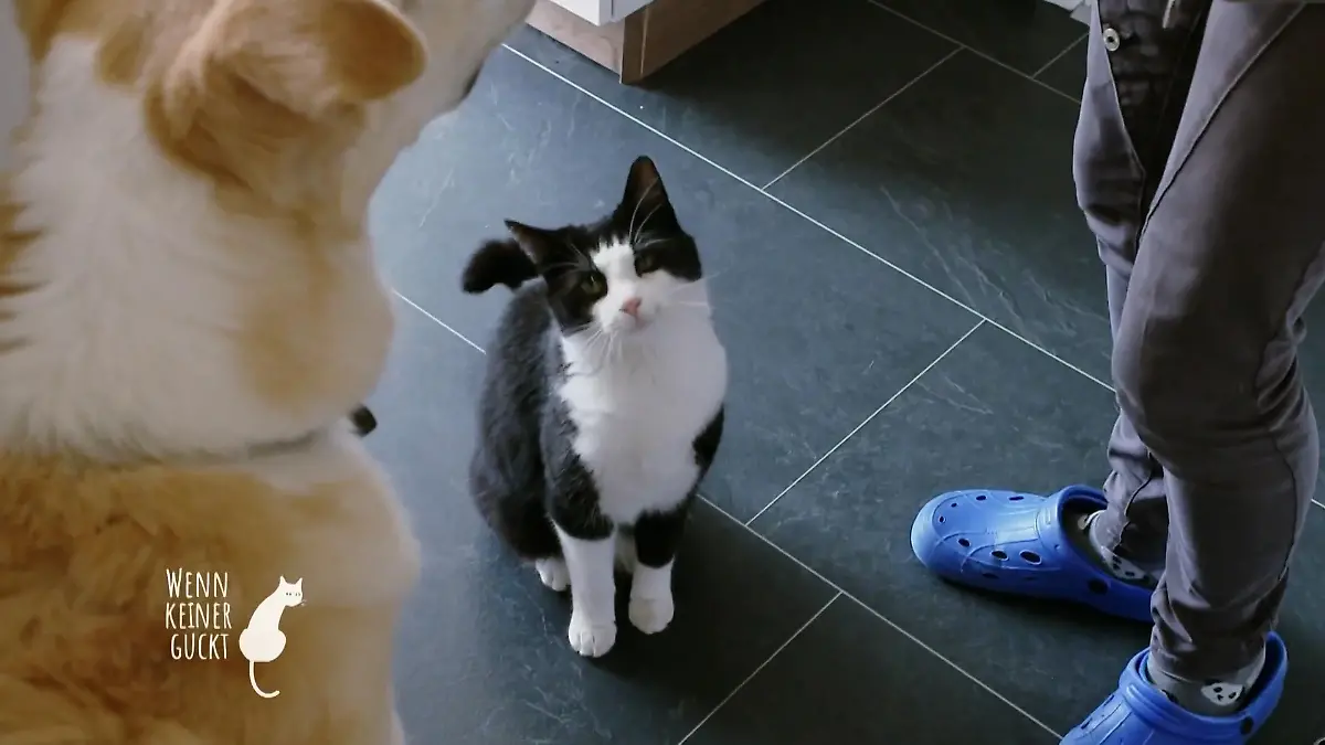 Wie steht Caruso zum Familienhund Gibt es Konkurrenz?