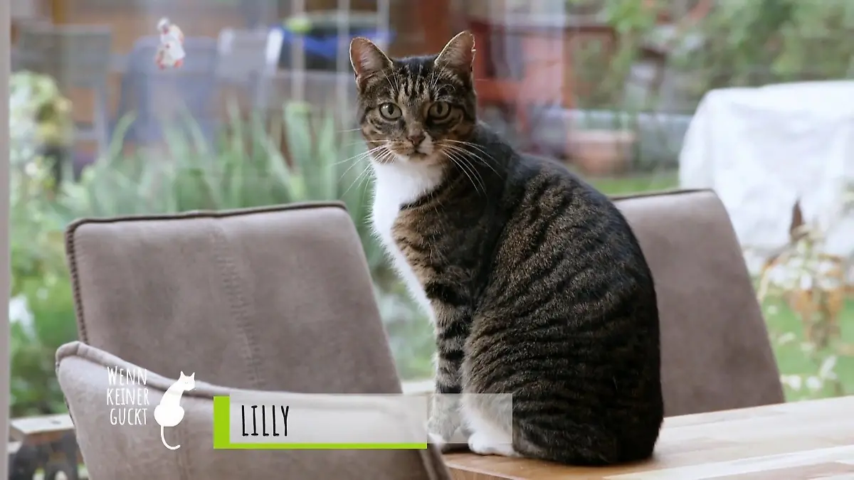 Hier kämpfen Hund und Katze um die Rangordnung Katze Lilly