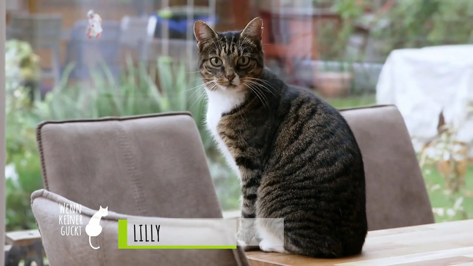 Hier kämpfen Hund und Katze um die Rangordnung Katze Lilly