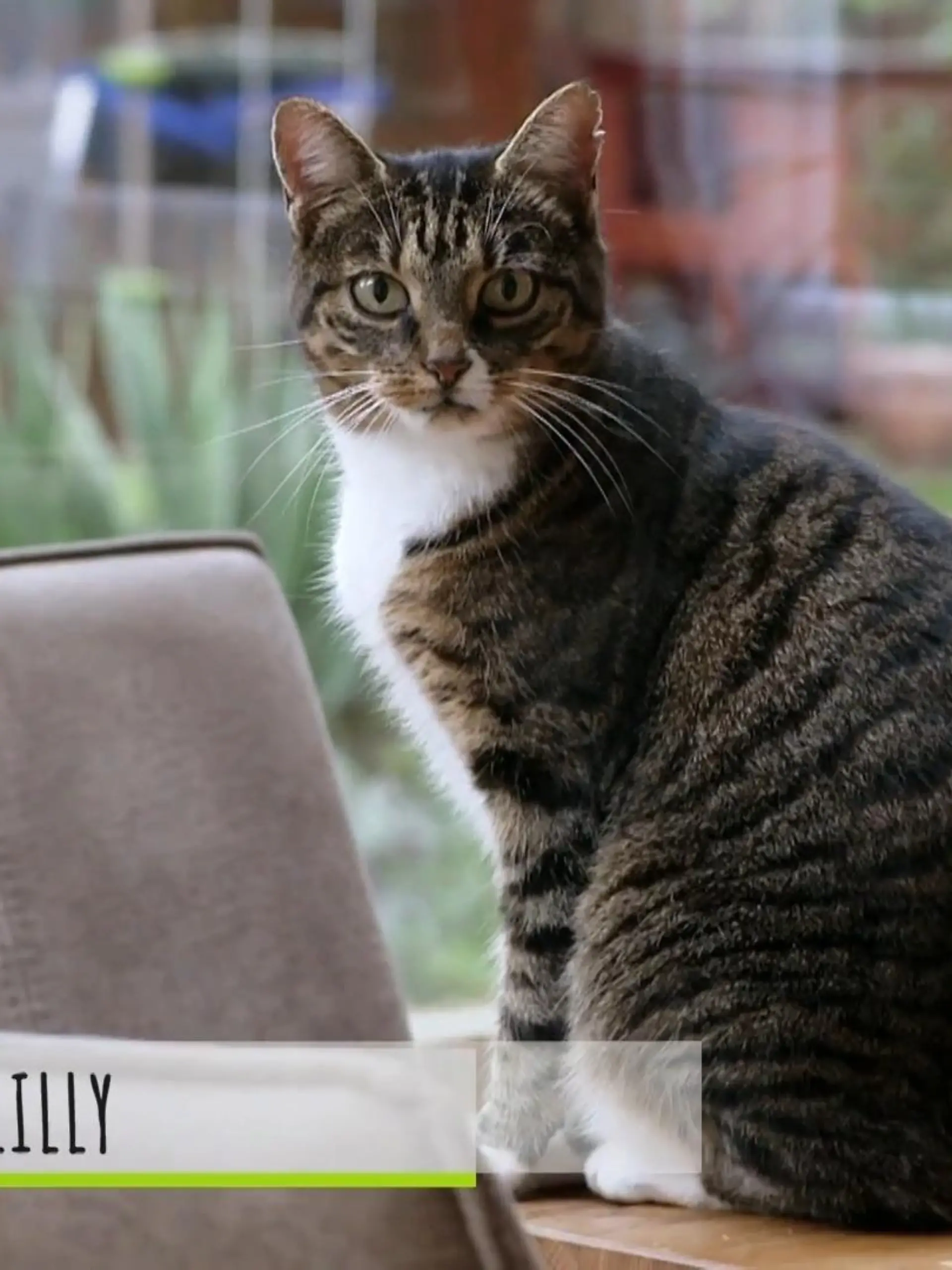 Bild zu: "Hier kämpfen Hund und Katze um die Rangordnung"