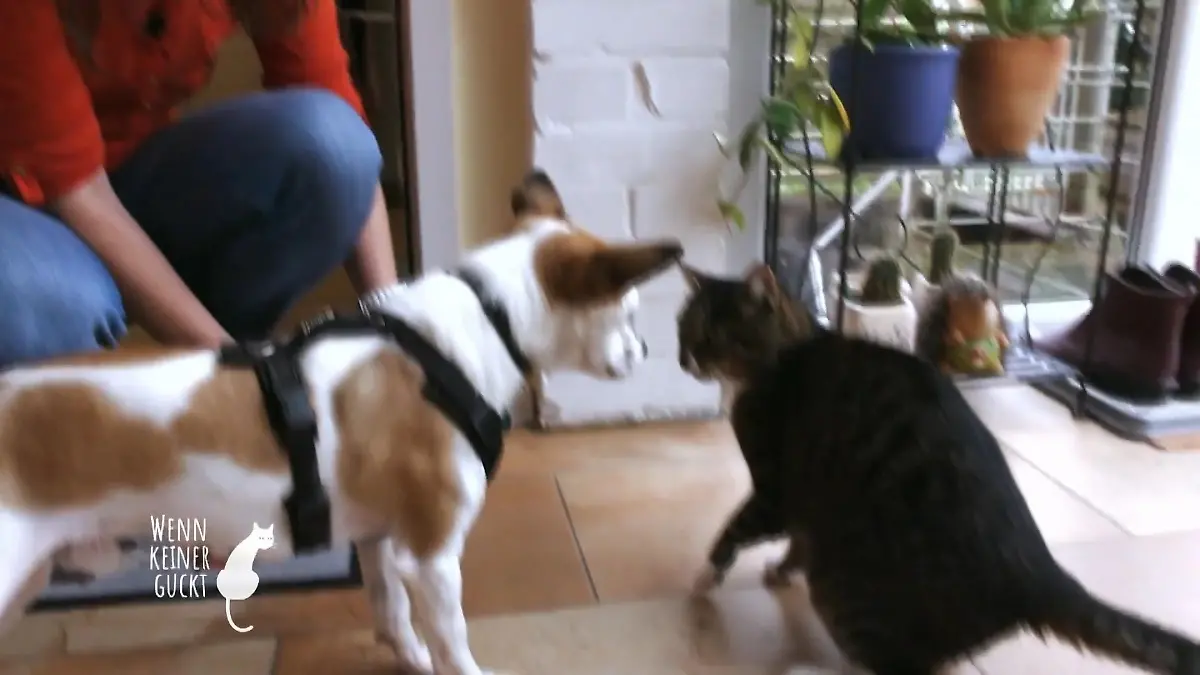 Hund Paulo muss mit Katze Lilly klarkommen Stress für Lilly