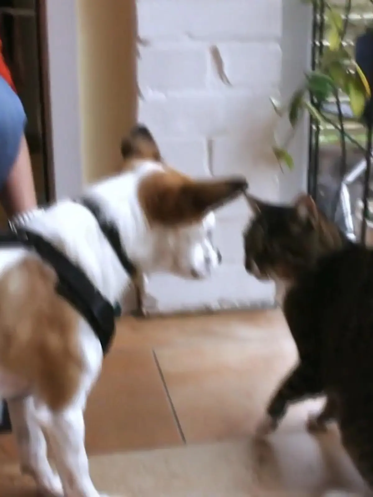 Bild zu: "Hund Paulo muss mit Katze Lilly klarkommen"