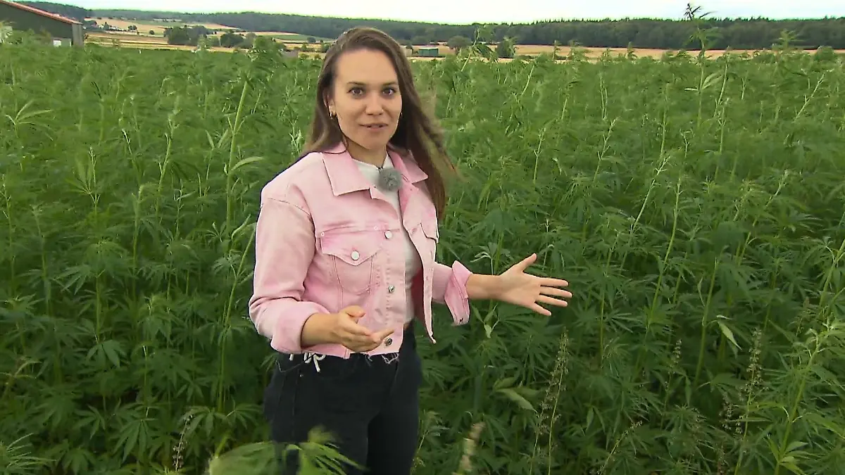 RTL-Reporterin Rebekka Bednorz begibt sich in die Tiefen des Hanf-Labyrinths.