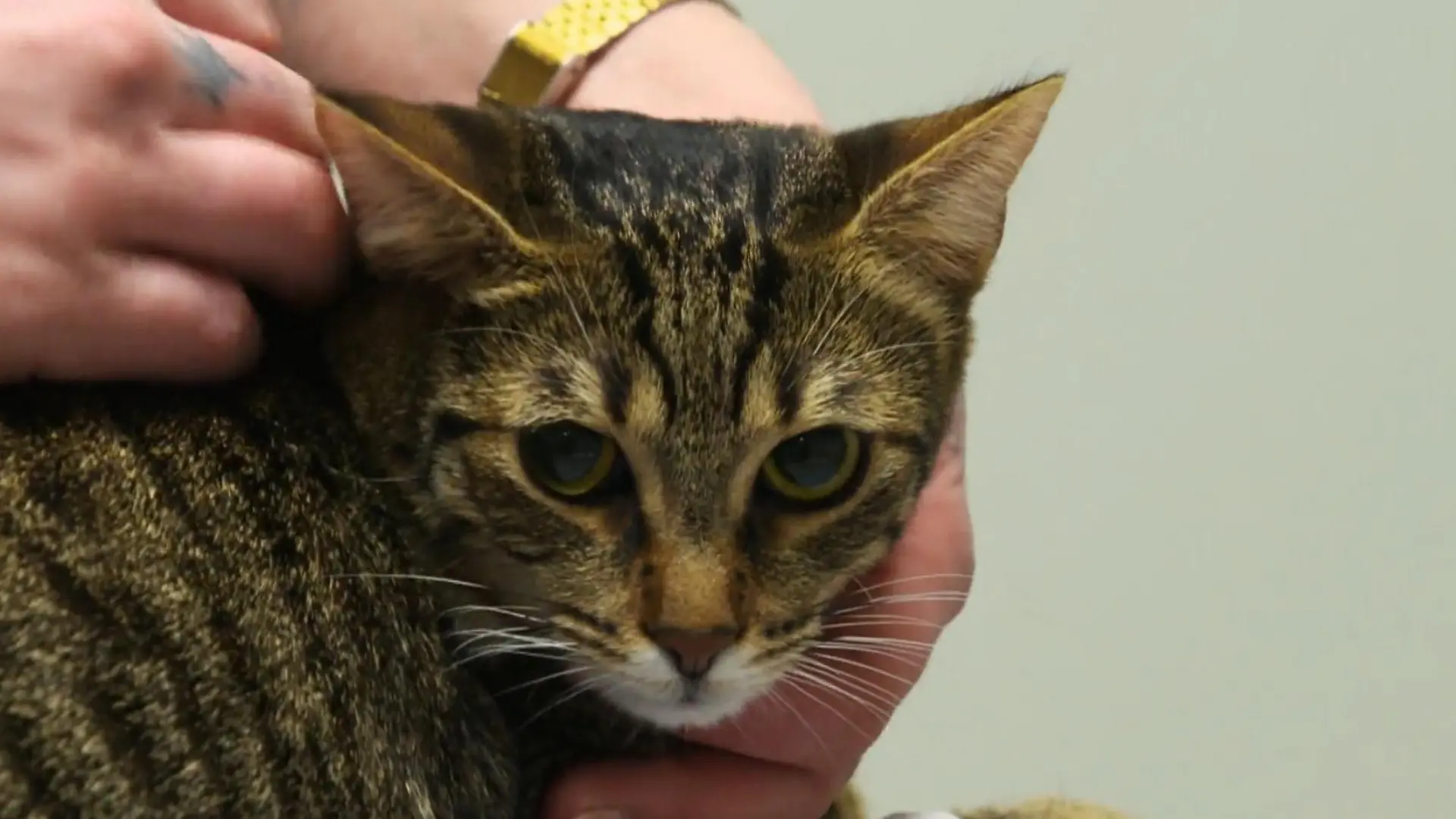 Zwei Katzen brauchen eine Zahnbehandung Bimba und Ela