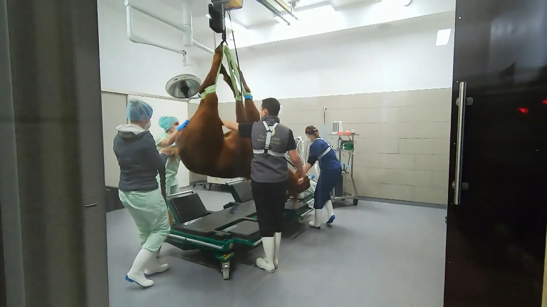 Heikler Moment: Hengst Phil in Narkose 450 Kilogramm Gewicht