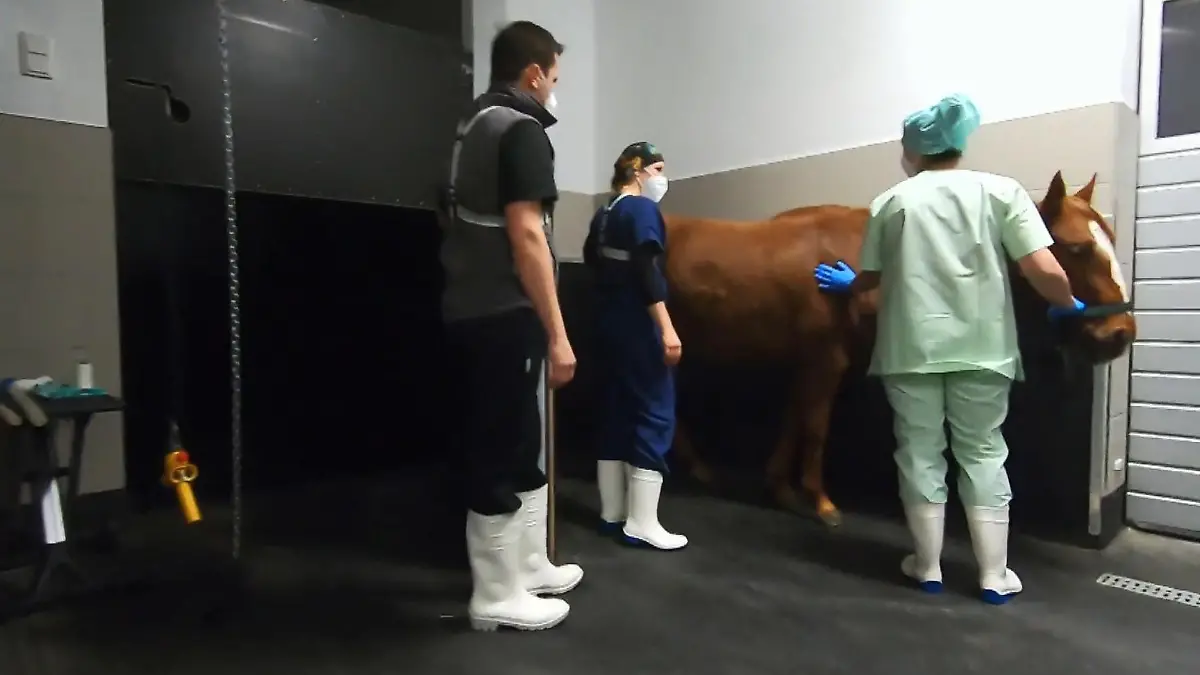 Für Hengst Phil geht es auf den OP-Tisch Tierklinik Maischeiderland