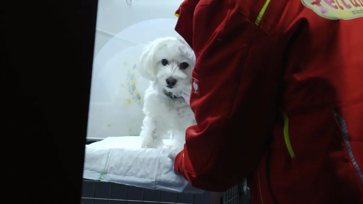 Ein Malteser-Mischling fristt nicht mehr Tierrettung München