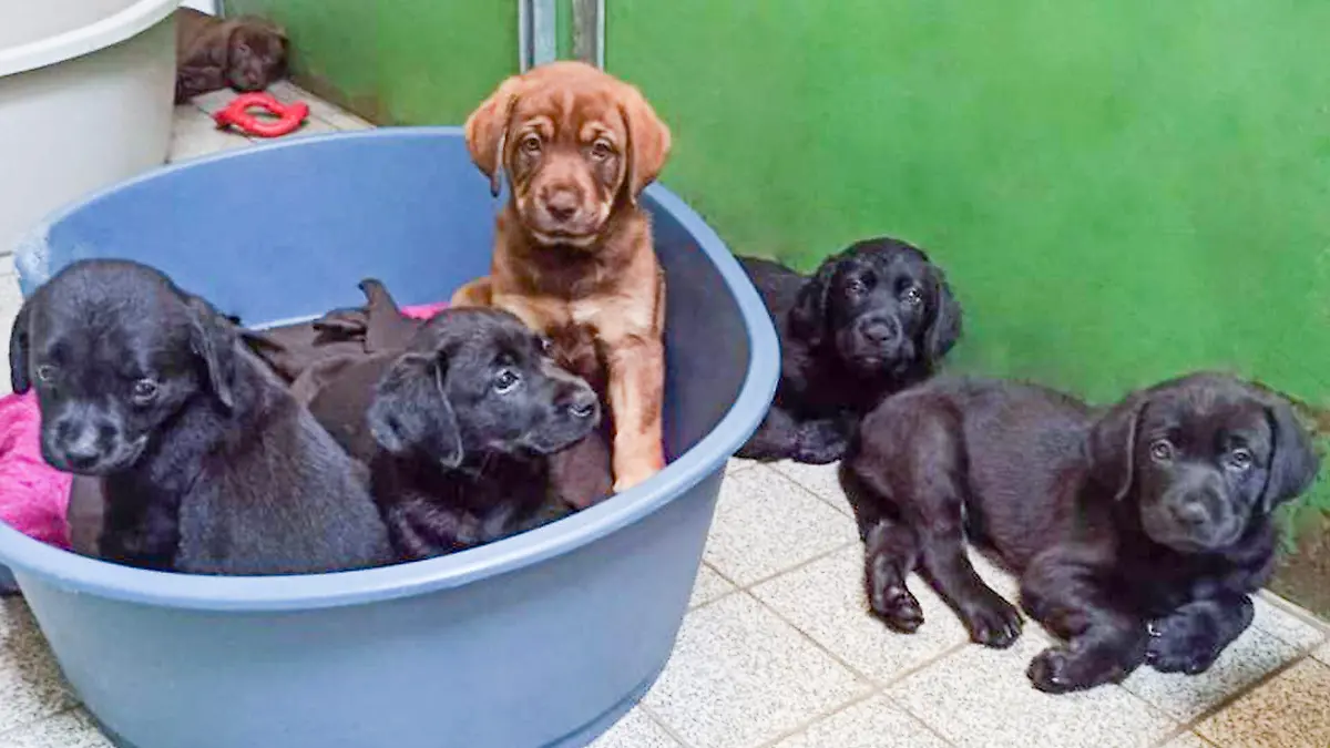 Labrador-Welpen kommen erschöpft im Hamburger Tierschutzverein an, nachdem sie in der Hitze auf einem Balkon zurückgelassen wurden.