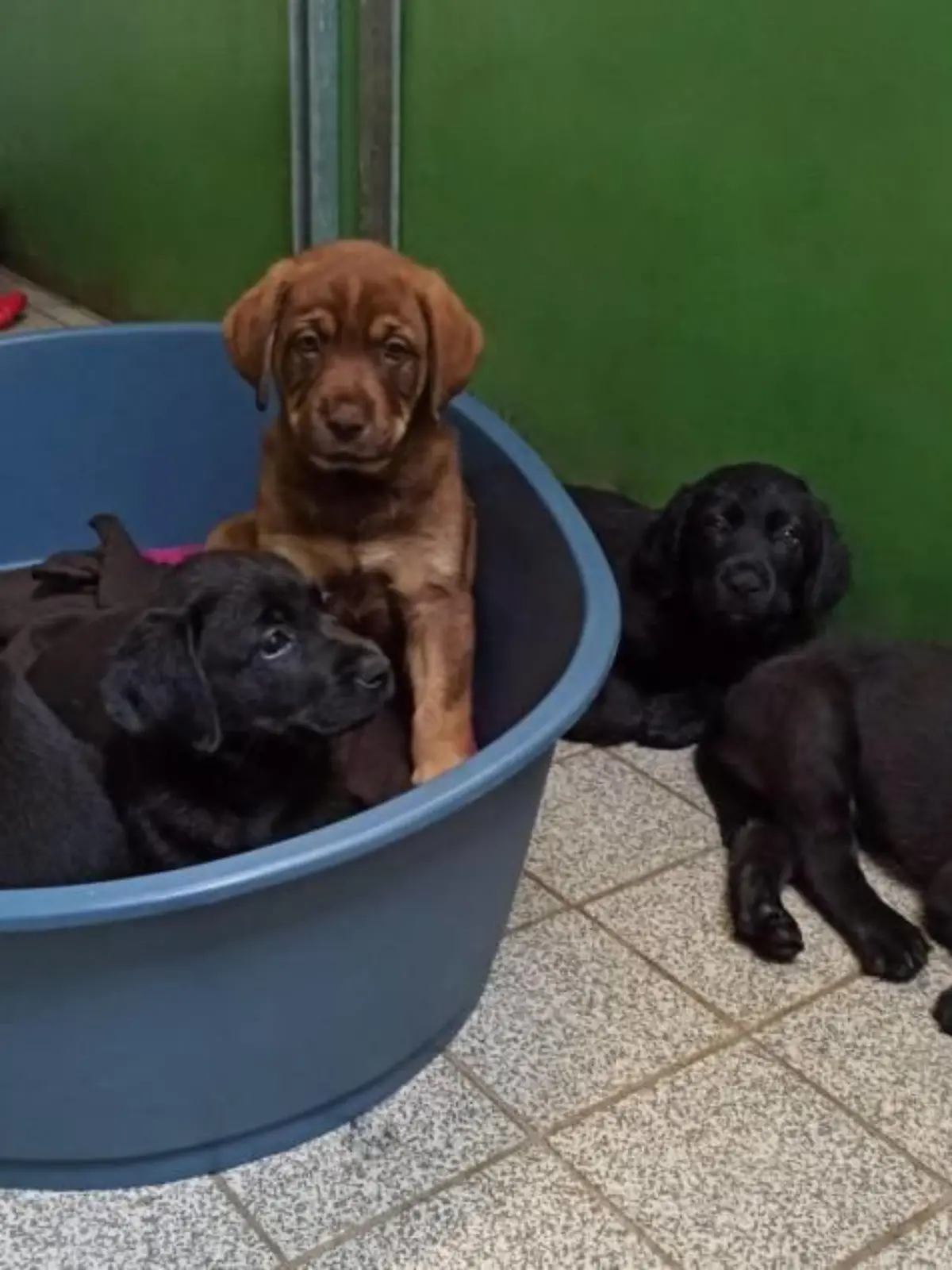Labrador-Welpen kommen erschöpft im Hamburger Tierschutzverein an, nachdem sie in der Hitze auf einem Balkon zurückgelassen wurden.