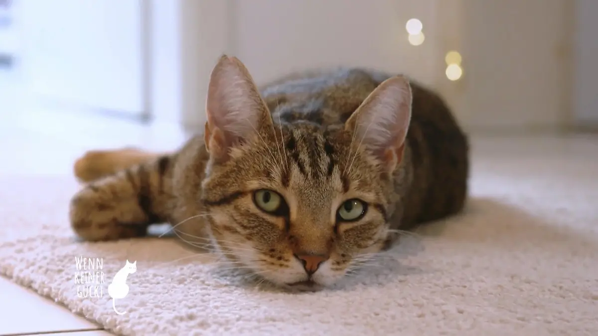 Was stellen unsere Tiere an, wenn wir außer Haus sind? Wir wollen die Wahrheit!