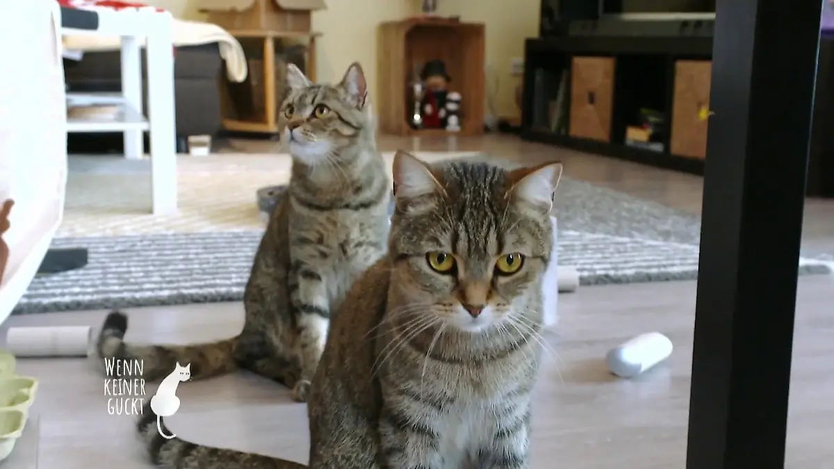 Eine Tierpsychologin soll helfen Helfen Deckenburgen?