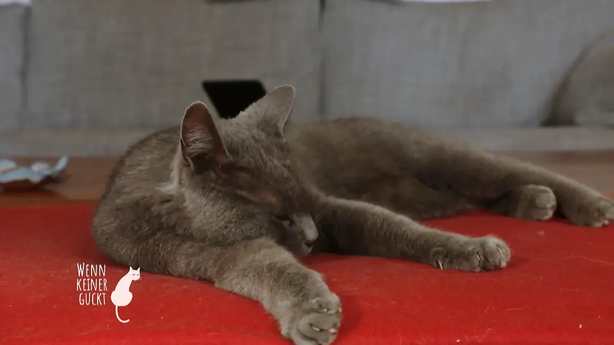 Parker hat sich seinen Menschen ausgesucht Ein freilebiger Kater