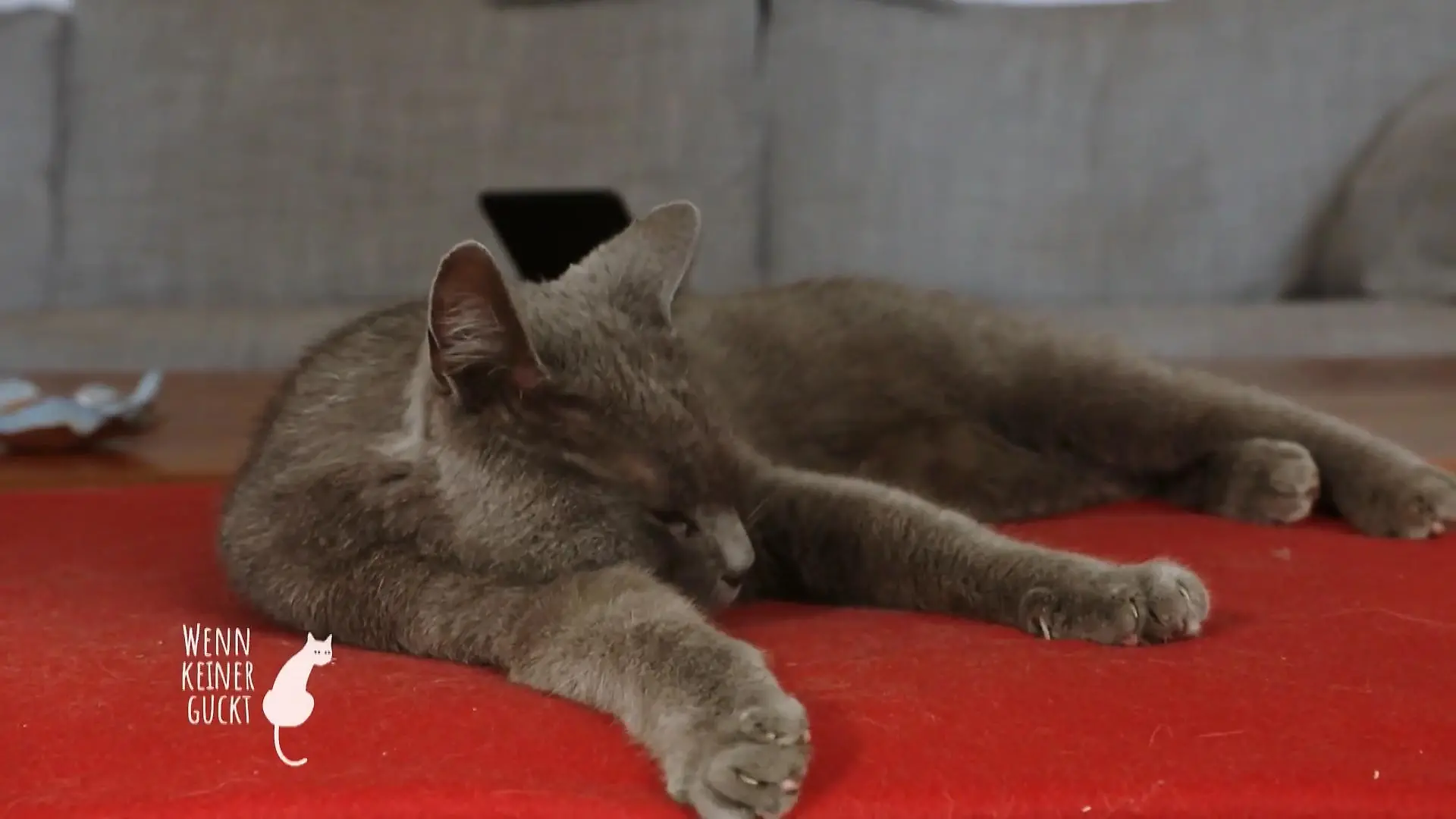Parker hat sich seinen Menschen ausgesucht Ein freilebiger Kater