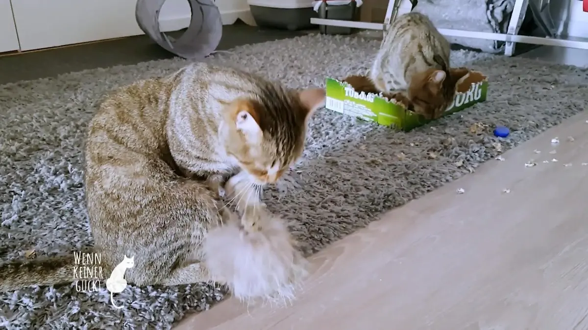 Geht es den Katzen in der Wohnung gut? Die beiden fressen alles an