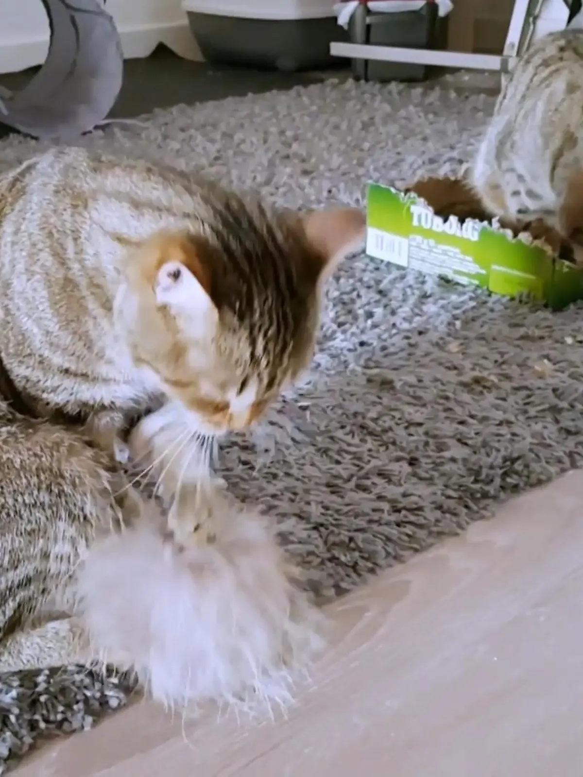 Bild zu: "Geht es den Katzen in der Wohnung gut?"