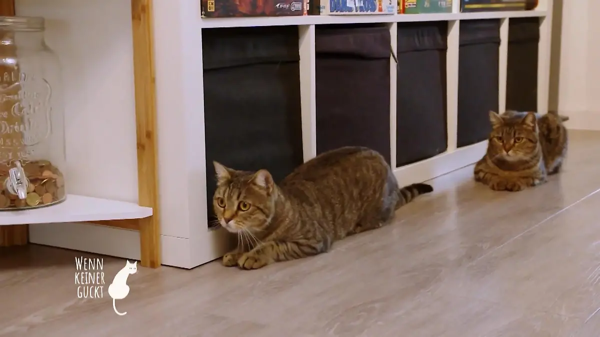 Die Katzen sind eigentlich Freigängerkatzen Die Tiere sind unruhig