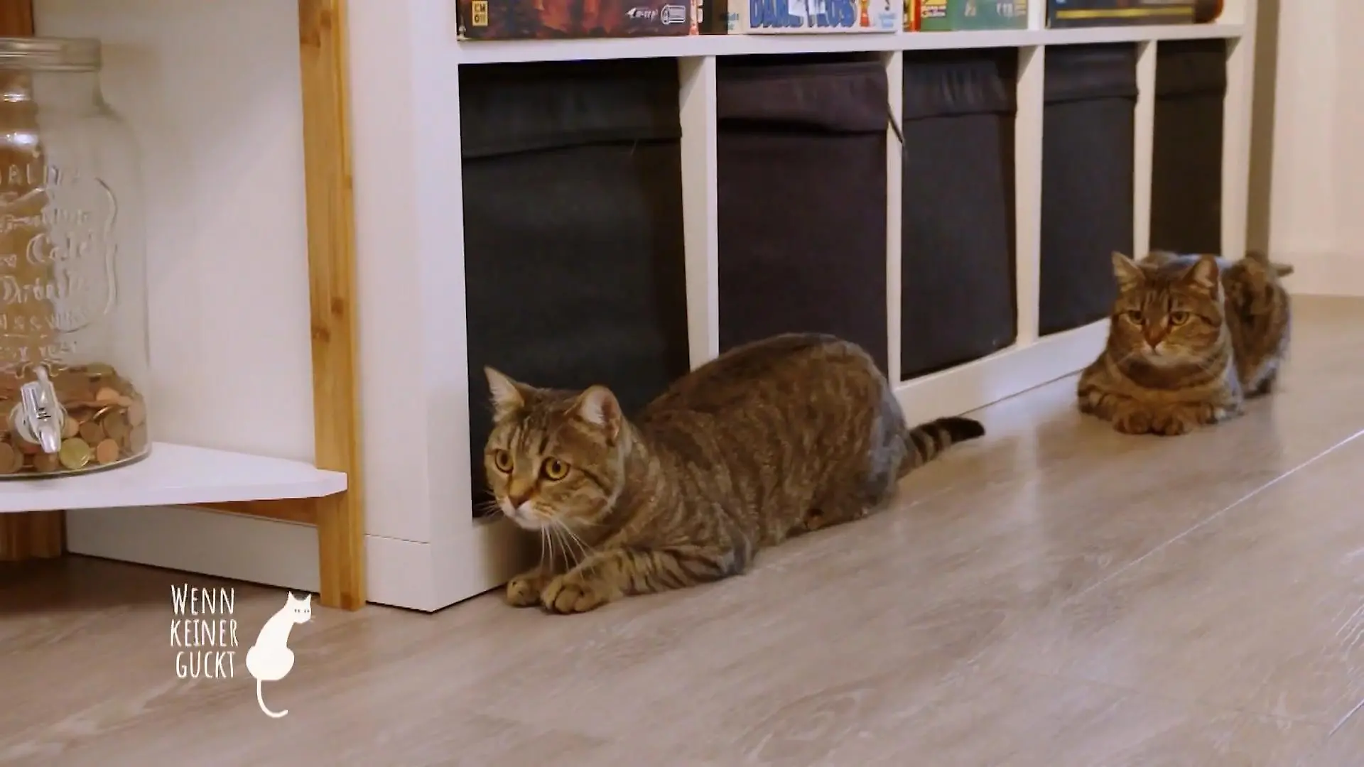 Die Katzen sind eigentlich Freigängerkatzen Die Tiere sind unruhig