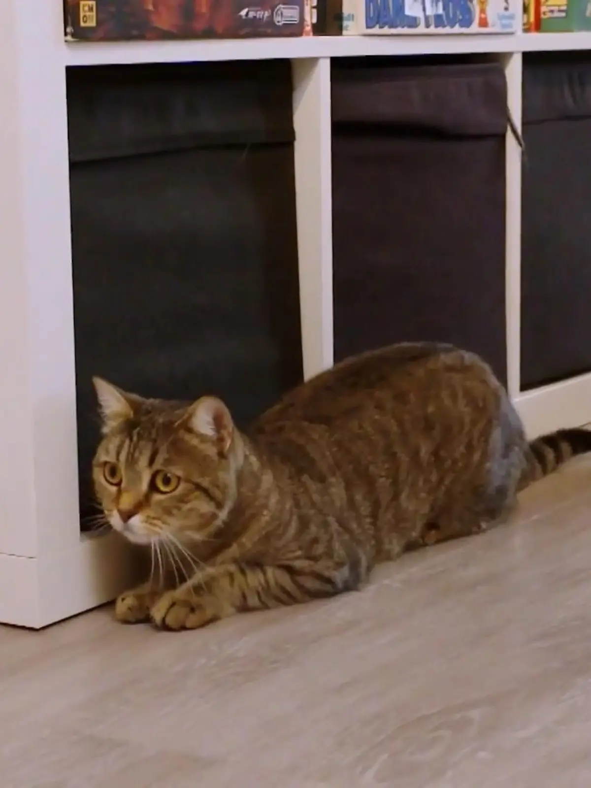 Bild zu: "Die Katzen sind eigentlich Freigängerkatzen"