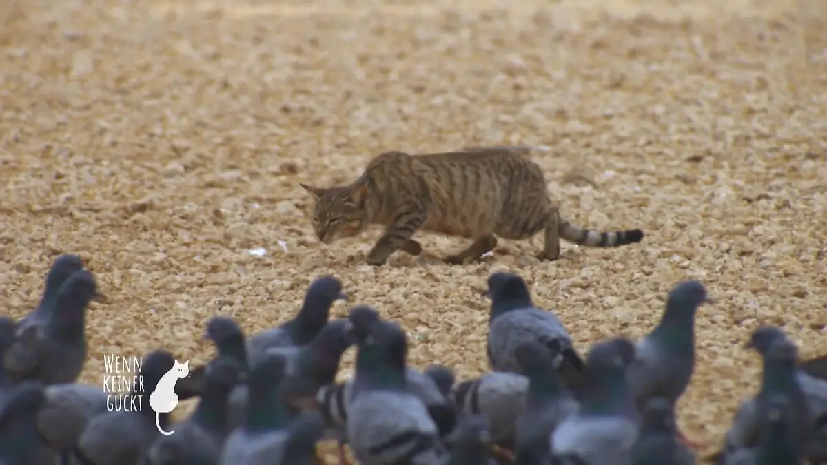 In den Haustieren schlummert immer noch ein Tiger Manchmal schon komisch