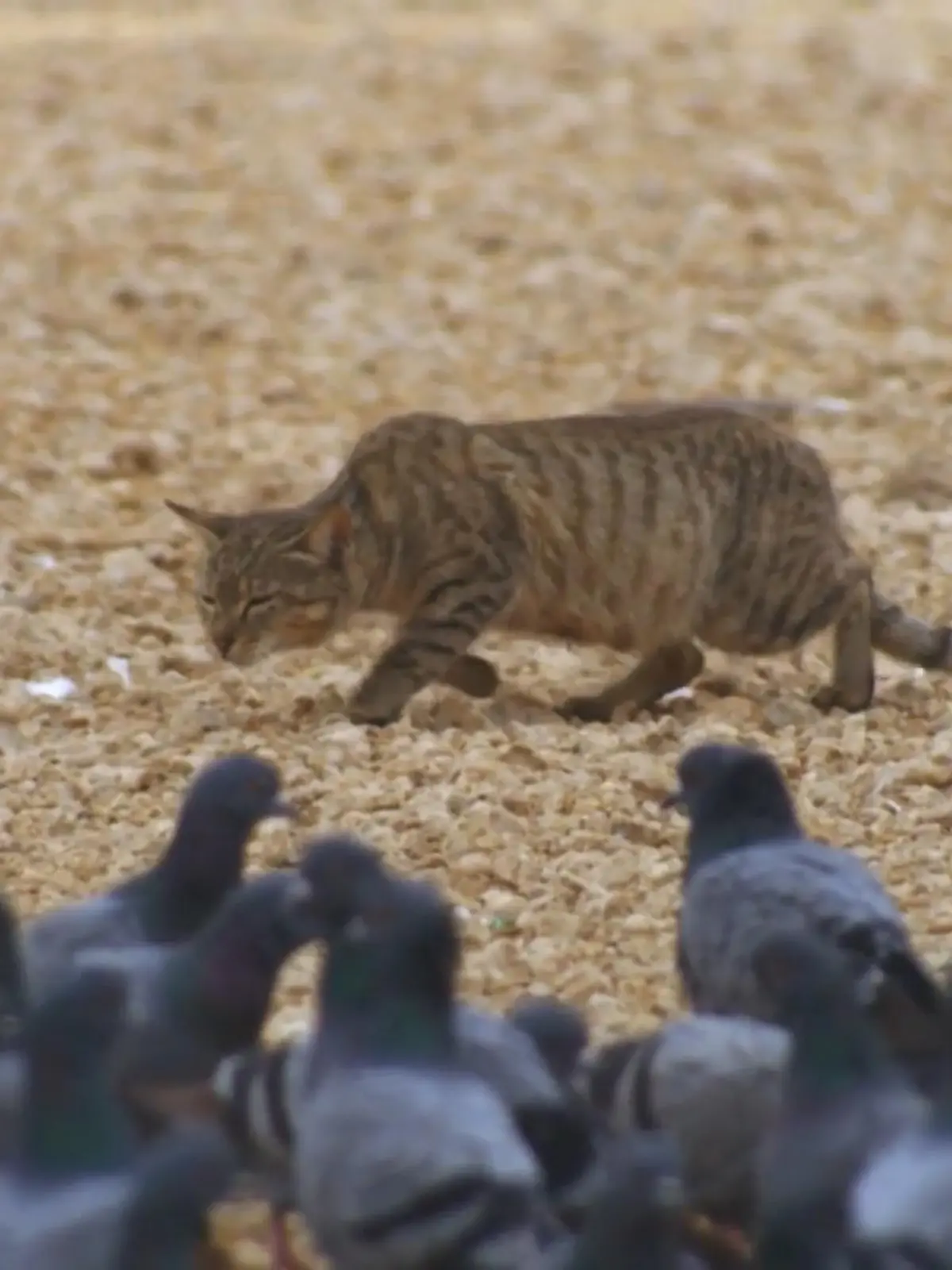 Bild zu: "In den Haustieren schlummert immer noch ein Tiger"