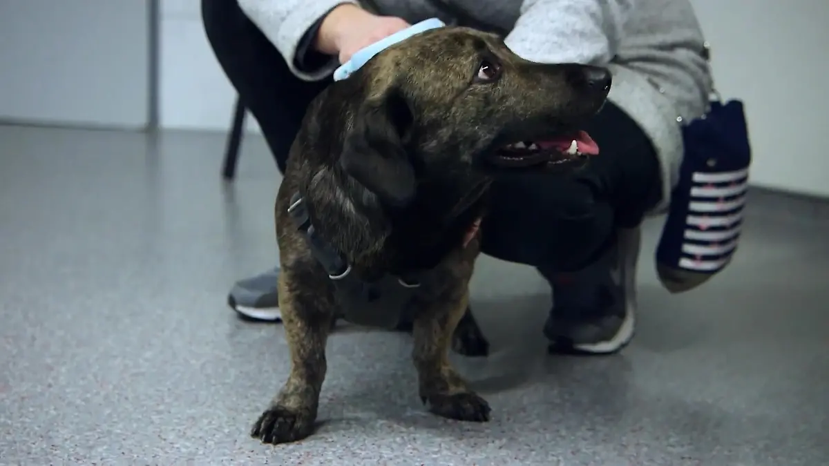 Balu trägt besser einen Maulkorb Balu bellt ziemlich laut