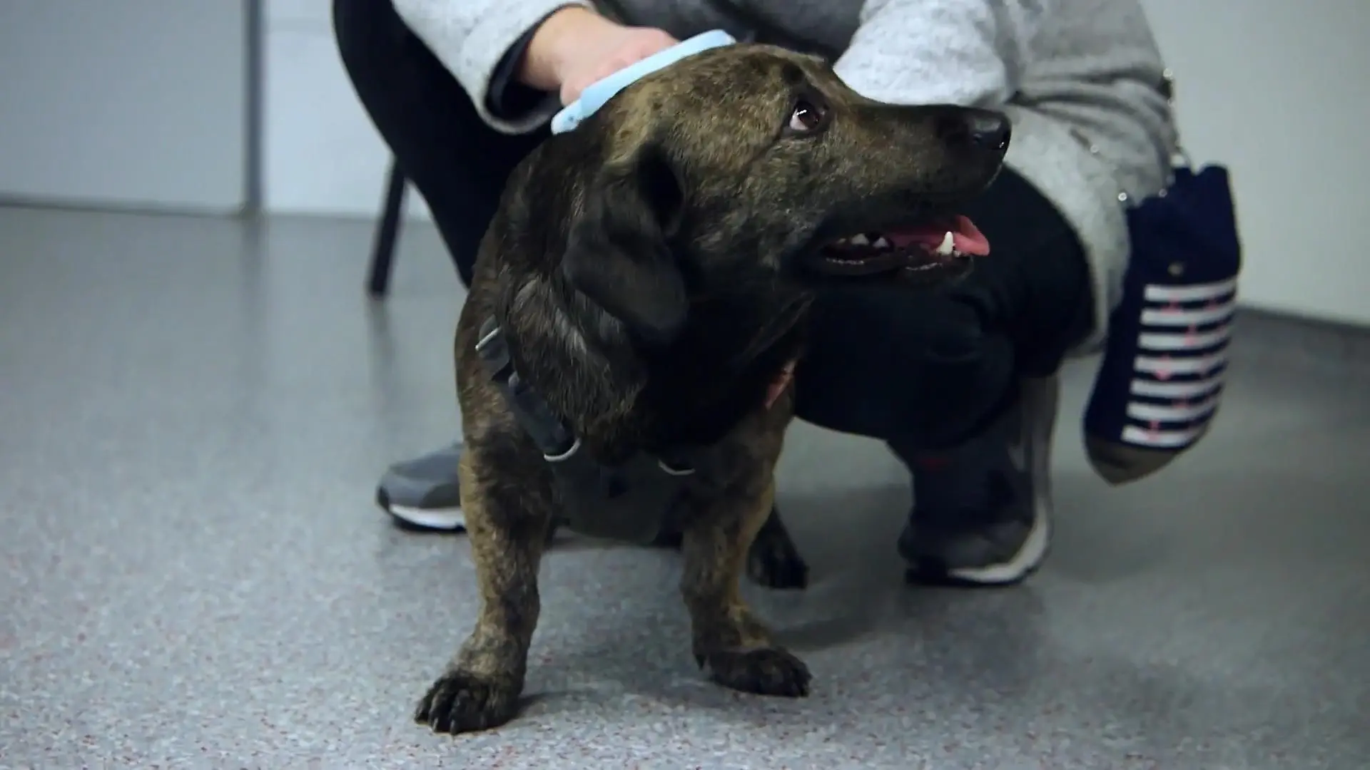 Balu trägt besser einen Maulkorb Balu bellt ziemlich laut