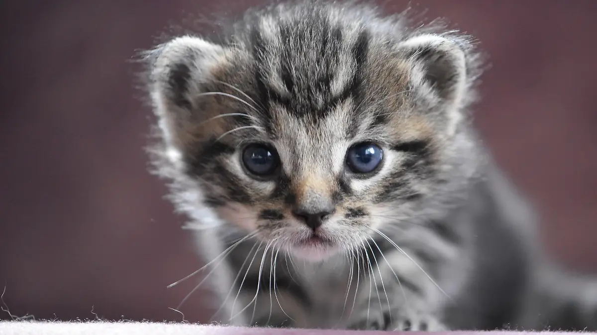 Baby-Katze