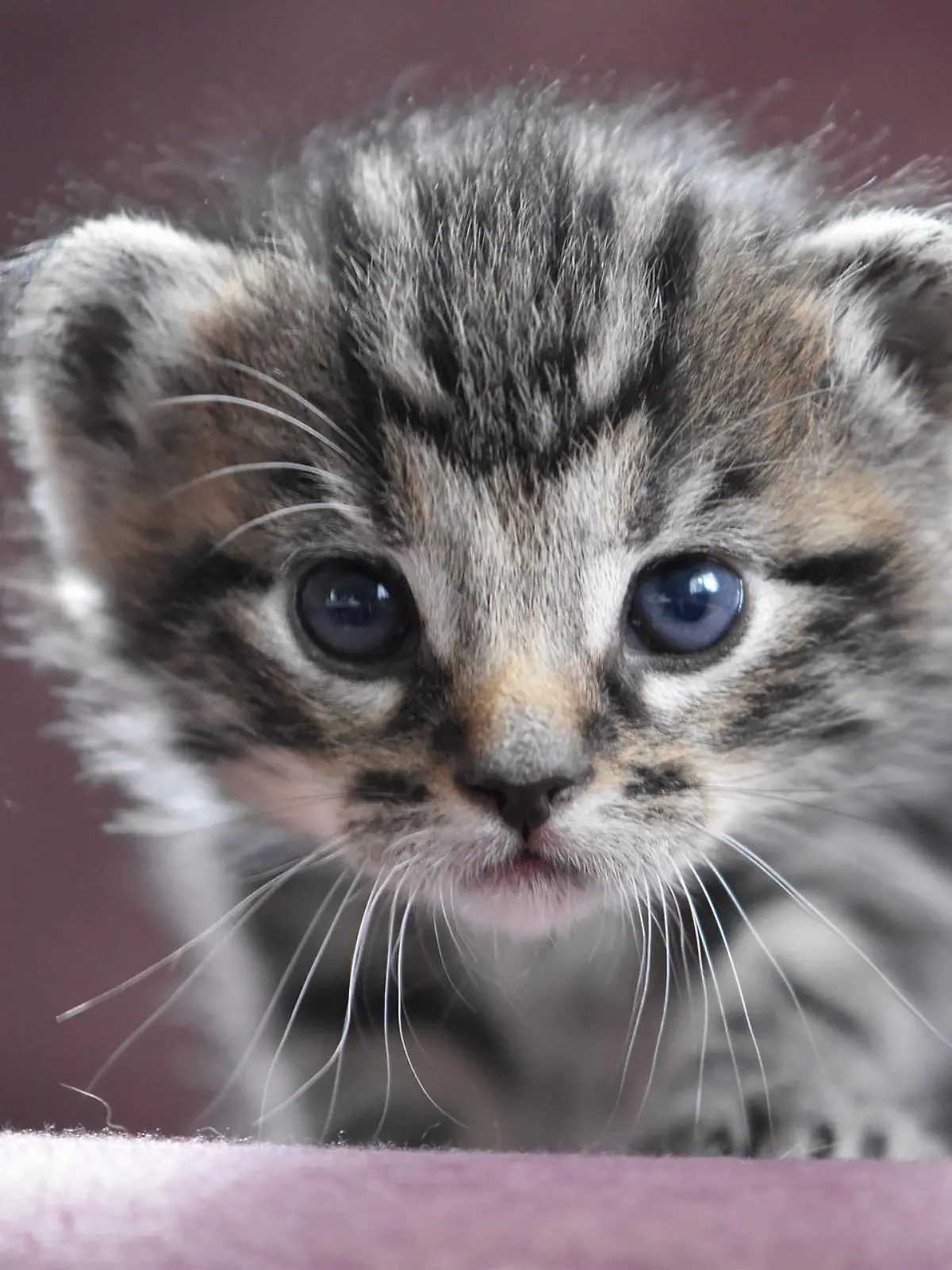 Baby-Katze