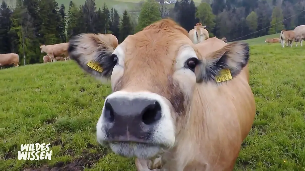 Musik beeinflusst die Milchproduktion Die Kuh produziert mehr als wir denken