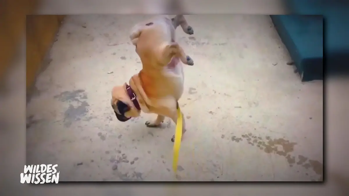 Die Talente unserer Tiere Was eine Freude