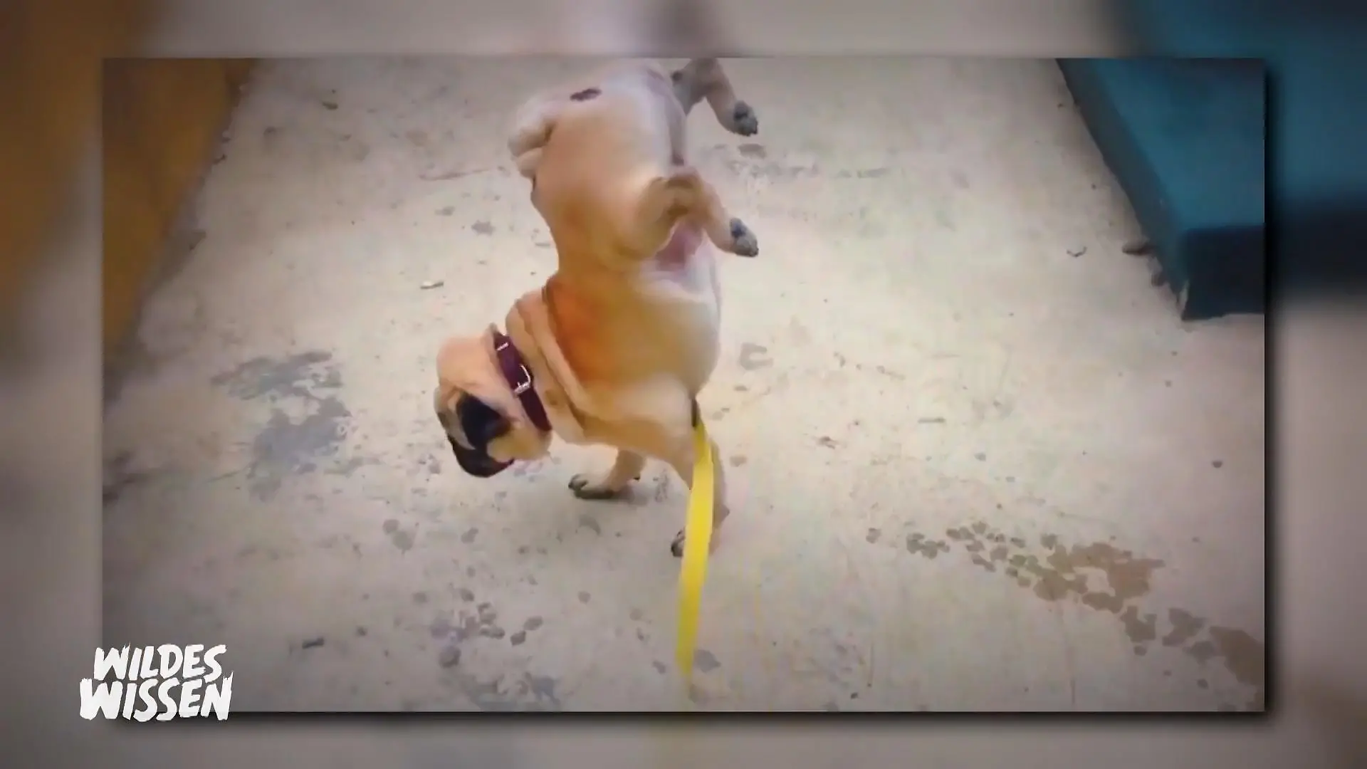 Die Talente unserer Tiere Was eine Freude