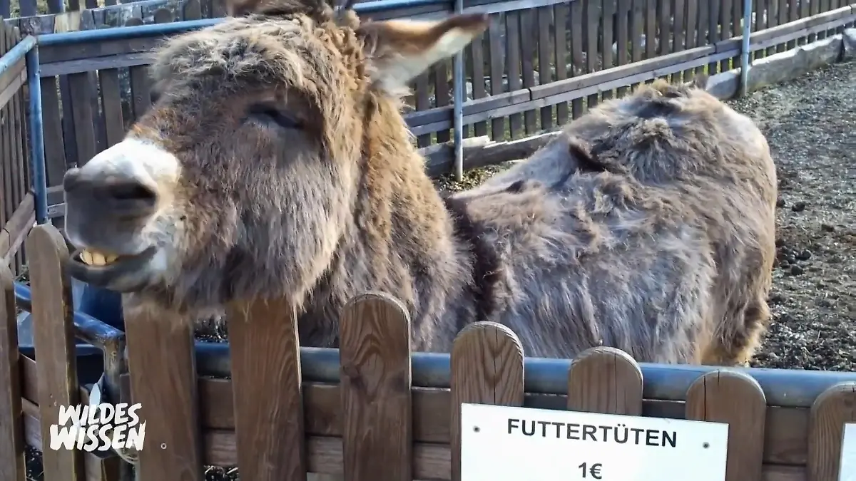 Zur Begrüßung pusten sie sich an Kann ich dich riechen?