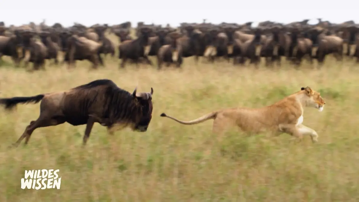 Das Gnu, eine Vielfalt an Tieren Was eine Mischung!