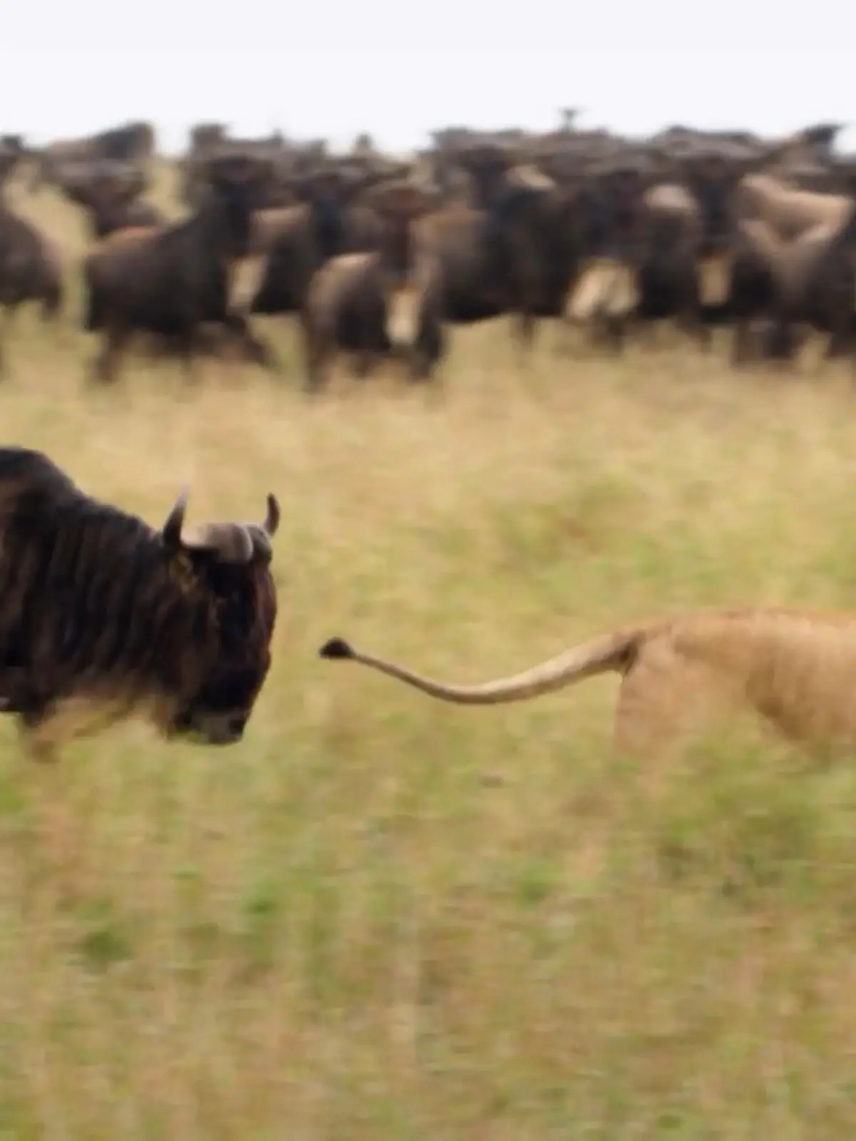 Bild zu: "Das Gnu, eine Vielfalt an Tieren"