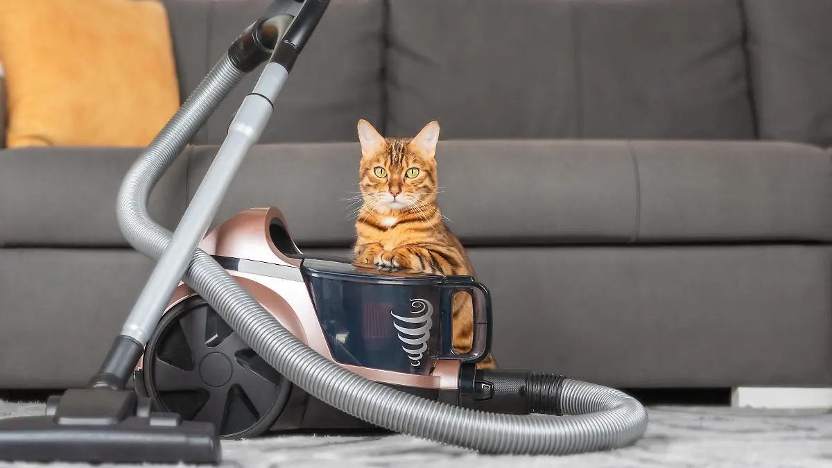 A modern vacuum cleaner on the carpet in the living room, next to a ginger cat.