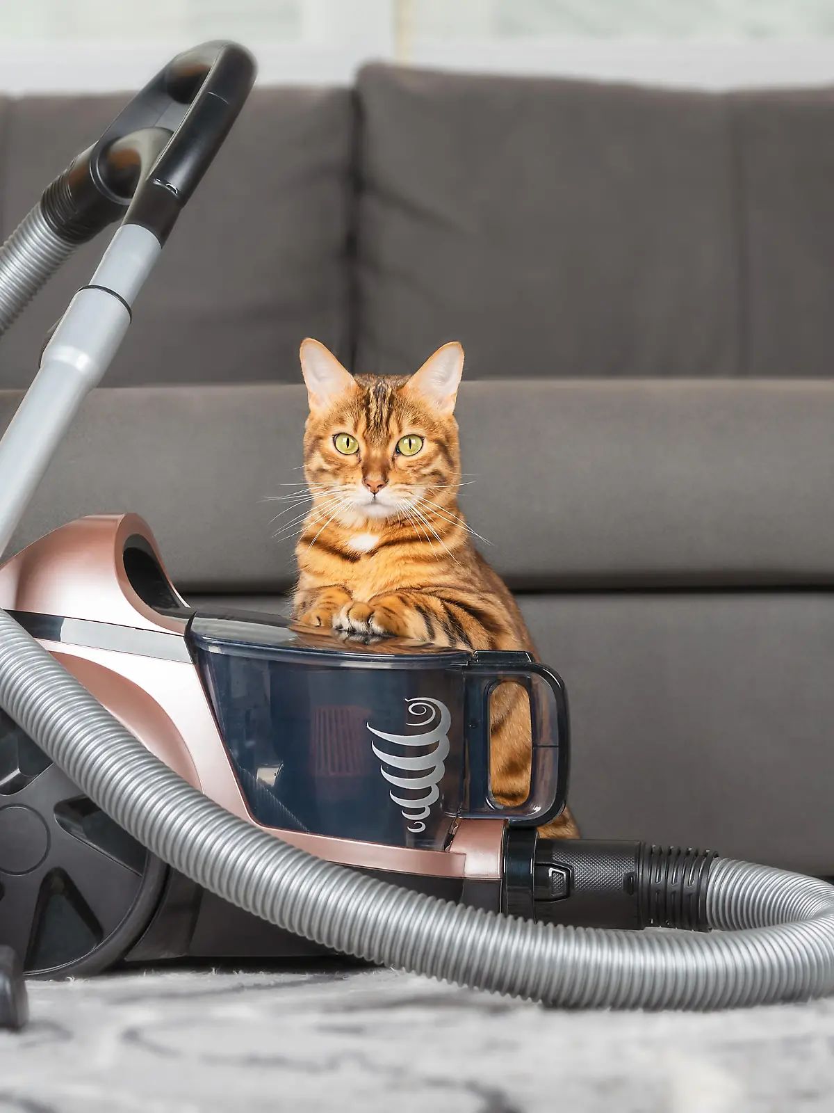 A modern vacuum cleaner on the carpet in the living room, next to a ginger cat.