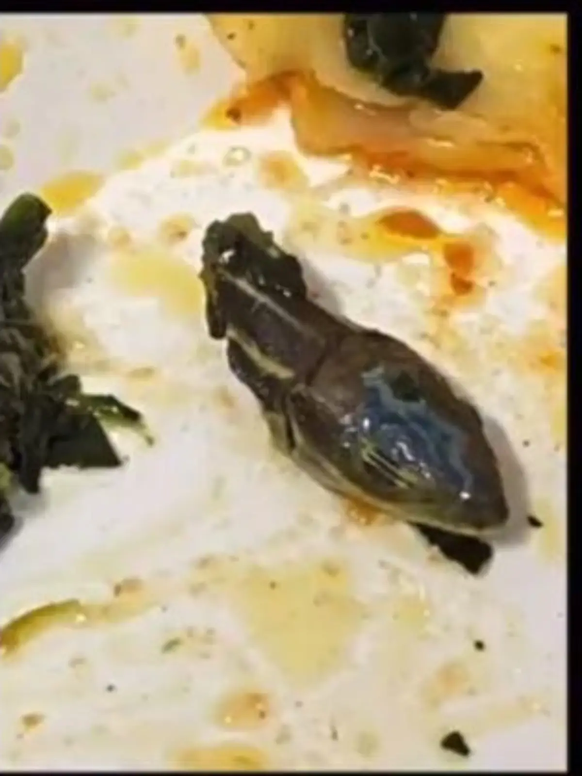 Schlangenkopf im Essen