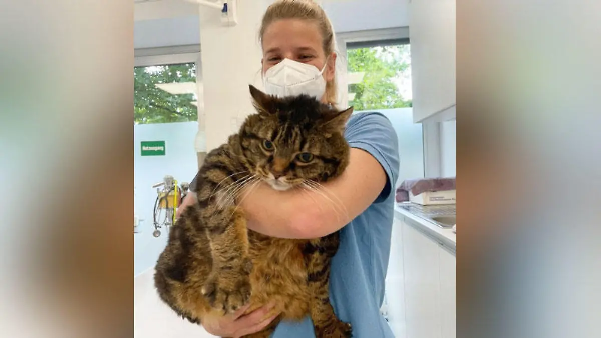 Viel Gutes hat Tigerin "Mausi" in letzter Zeit bestimmt nicht erlebt, sagen die Mitarbeiter des Tierheims.