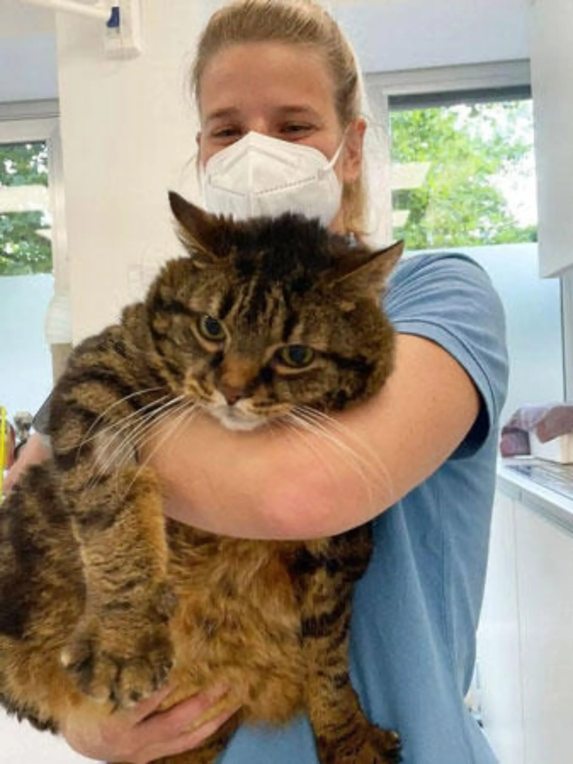 Viel Gutes hat Tigerin "Mausi" in letzter Zeit bestimmt nicht erlebt, sagen die Mitarbeiter des Tierheims.