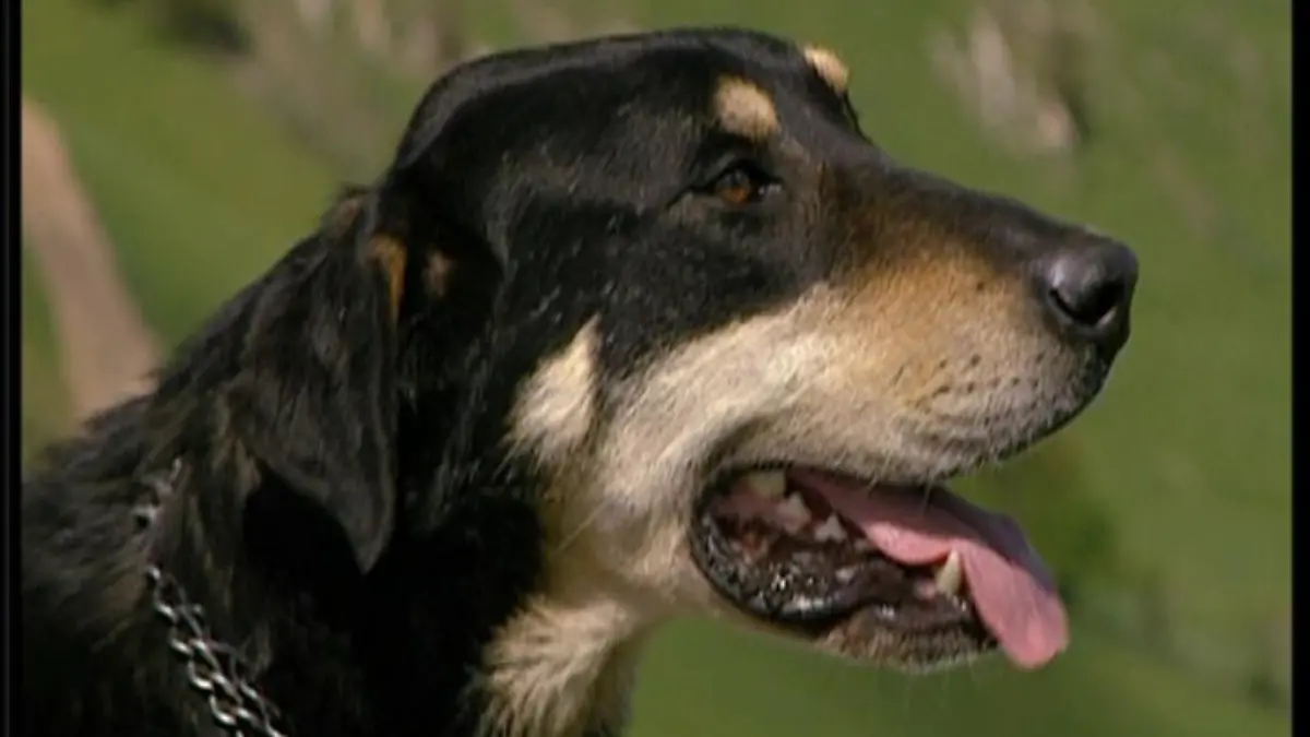 Neuseeländischer Hütehund a