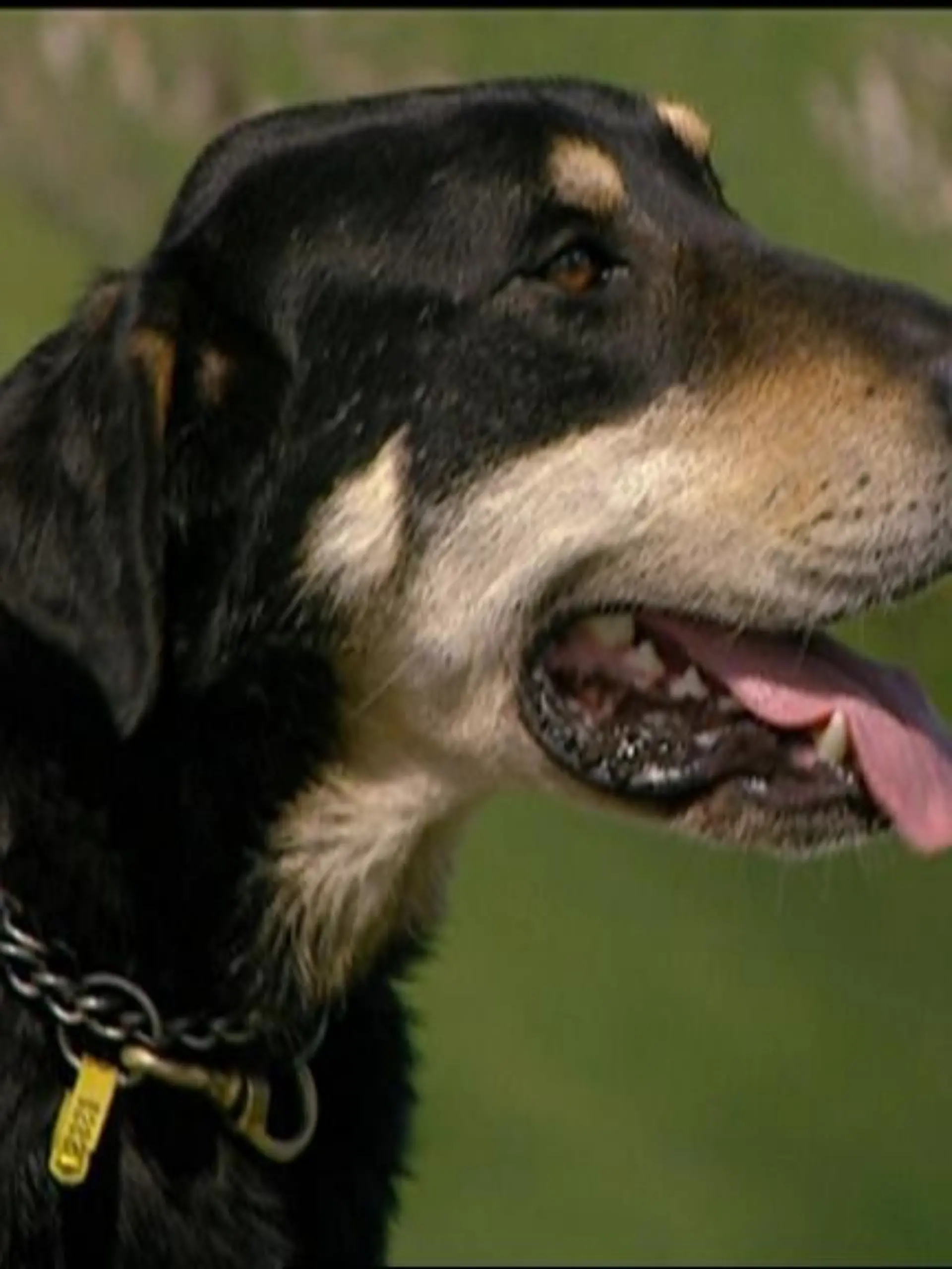 Neuseeländischer Hütehund a