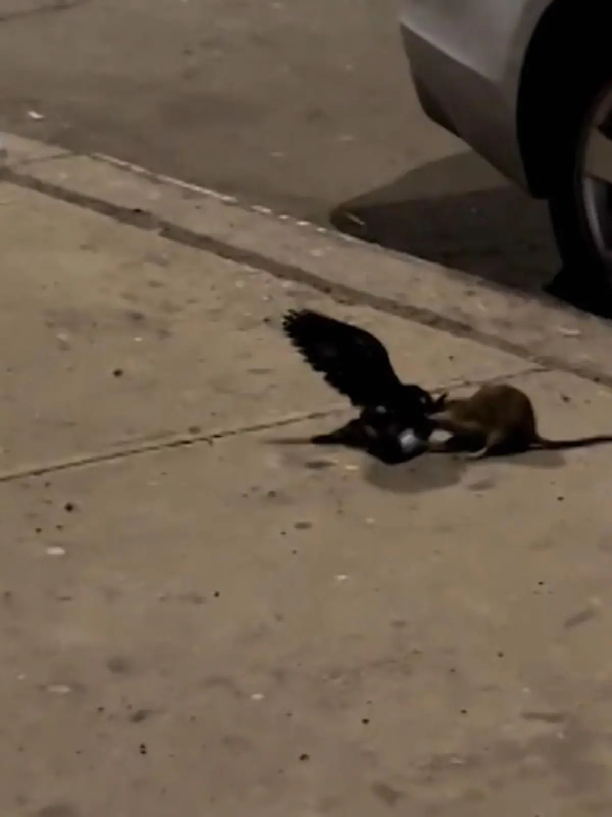 Der eine gehasst in der Luft, der andere gehasst am Boden: In den Straßen New Yorks sind eine Ratte und eine Taube in den Ring gestiegen – im Kampf um den Titel des wohl nervigsten Plagegeistes. Wir zeigen das Gefecht im Video.