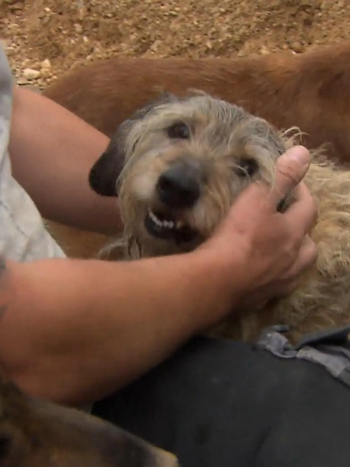 Bild zu: "Auf Liane Olerts Gnadenhof geht es einem Hund gar nicht gut"