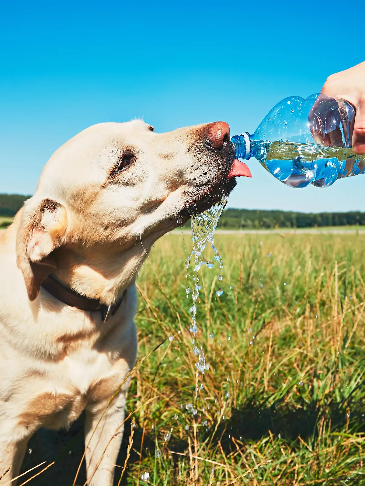 Hot day with dog. Thirsty yellow labrador retriever drinking water from the plastic bottle his owner.
