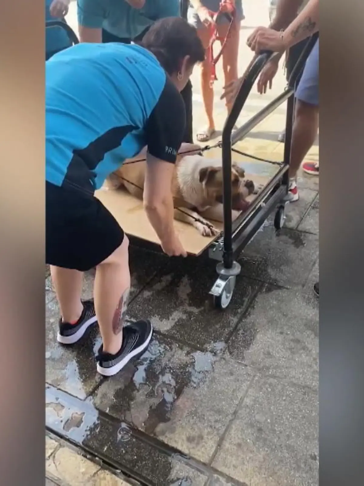 In einer Fußgängerzone in Basildon (England) ist diese Bulldogge zusammengesackt. Das Tier hechelt stark und kann nicht mehr weiter. Ein Passant kommt Herrchen und Hund zur Hilfe.