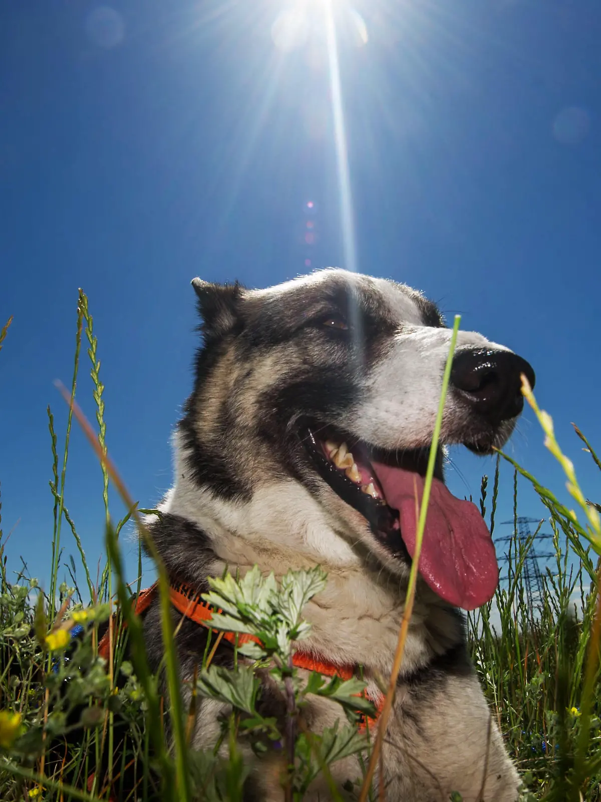 Die Schäferhund-Huskie-Mischlings-Dame Queen sitzt am 21.06.2013 in Berlin in einem Feld bei Pankow und genießt das schöne Wetter. Nach dem starken Unwetter am Abend des 20.06.2013 zeigte sich wieder die Sonne. Foto: Paul Zinken/dpa +++(c) dpa - Bildfunk+++