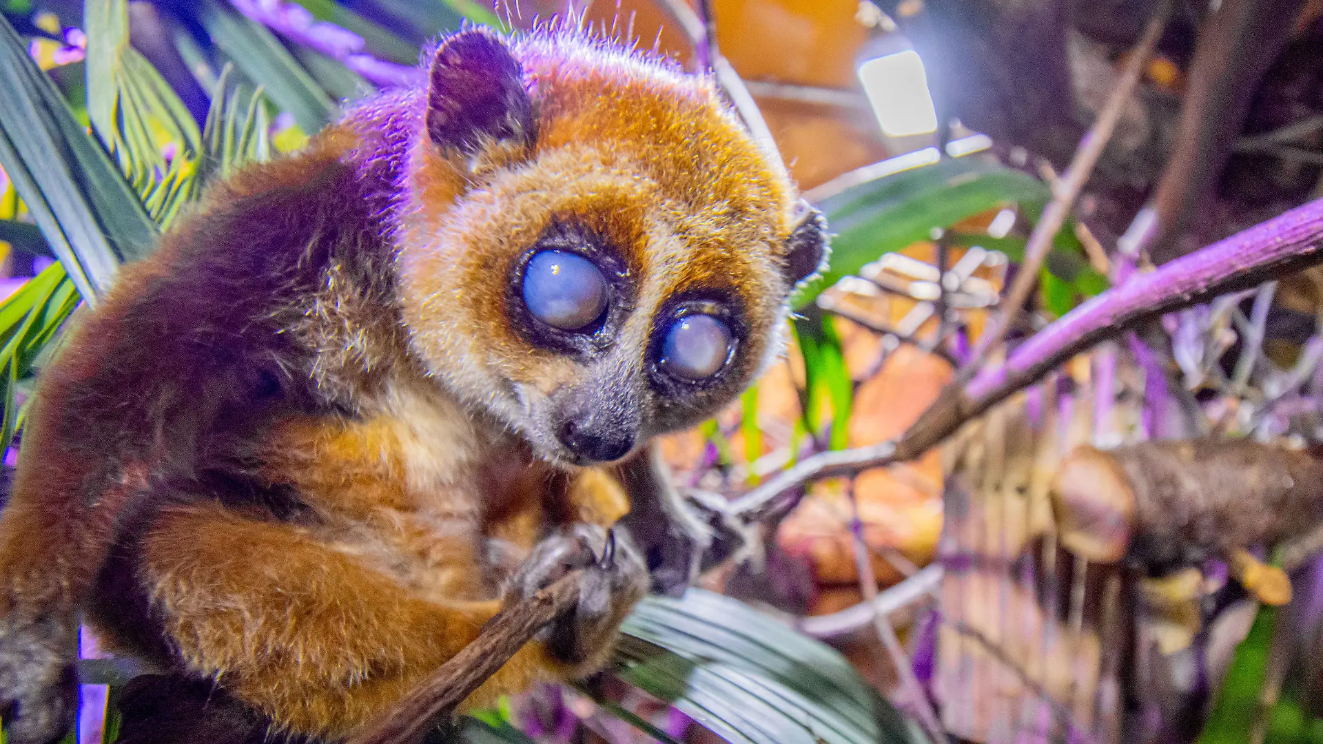 HANDOUT - 31.05.2022, Nordrhein-Westfalen, Dortmund: Zwergplumplori-Dame Rosi sitzt im Regenwaldhaus des Dortmunder Zoos. Jahrelang wurde Rosi illegal in einem kleinen Vogelkäfig gehalten - jetzt hat der fast blinde Zwergplumplori eine neue Heimat im Dortmunder Zoo gefunden. Im Regenwaldhaus erkunde die Primatin nach und nach ihr neues Gehege, teilte der Zoo am Donnerstag mit. (zu dpa «Illegal gehandelte Primatin findet neue Heimat im Dortmunder Zoo») Foto: Marcel Stawinoga/Zoo Dortmund/dpa - ACHTUNG: Nur zur redaktionellen Verwendung im Zusammenhang mit der aktuellen Berichterstattung und nur mit vollständiger Nennung des vorstehenden Credits +++ dpa-Bildfunk +++
